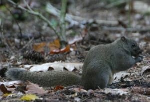 Pallas eekhoorn (© Albert Henckel)